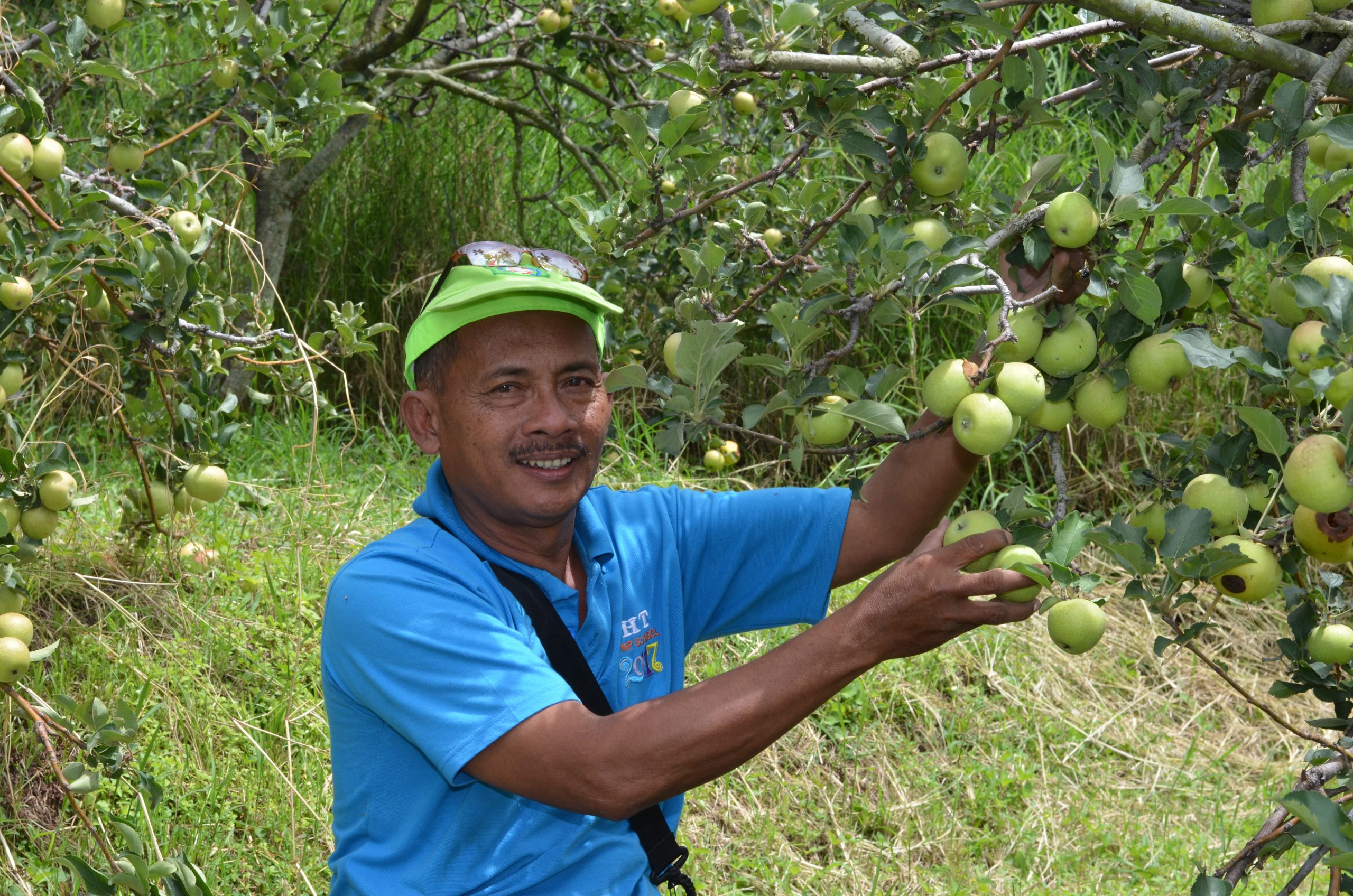 wisata petik apel